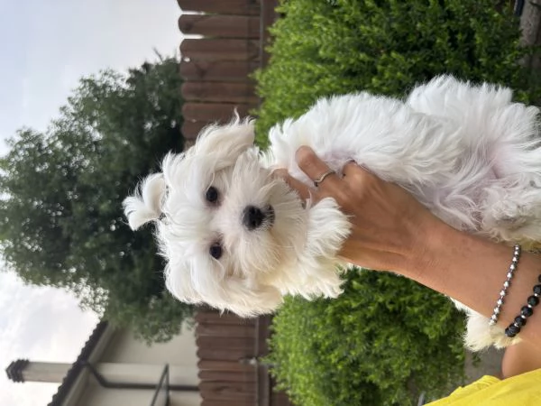 cuccioli maltese | Foto 4