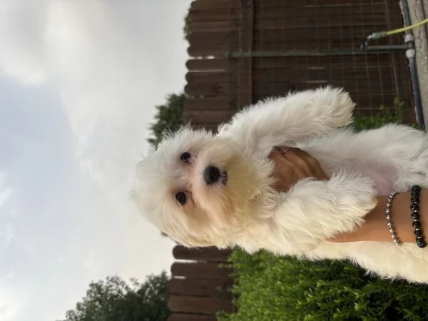 cuccioli maltese | Foto 3