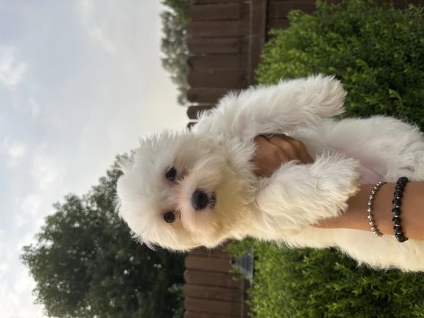 cuccioli maltese | Foto 2
