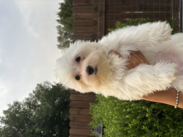 cuccioli maltese | Foto 1