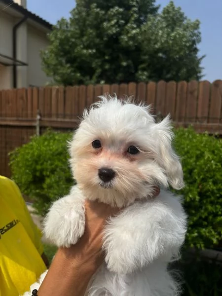cuccioli maltese | Foto 0