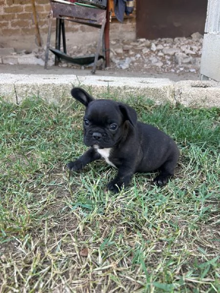 Disponibile cucciolo di bulldog francese