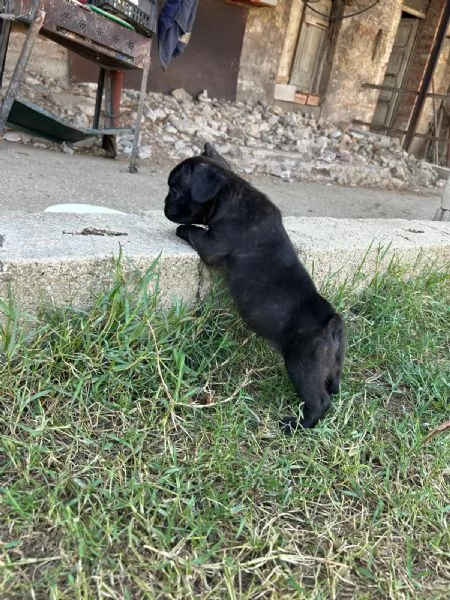 Disponibile cucciolo di bulldog francese | Foto 1