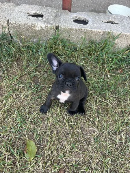 Disponibile cucciolo di bulldog francese | Foto 0