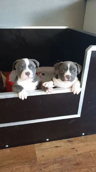 Cuccioli Di Pitbull