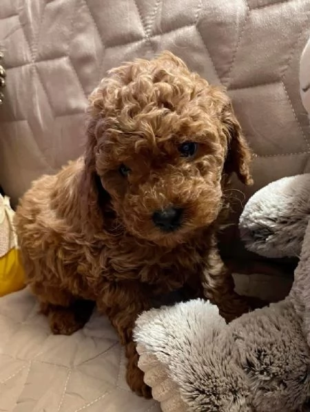 Bellissima Toy Maltipoo F1 | Foto 1
