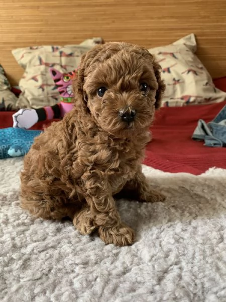 Bellissima Toy Maltipoo F1 | Foto 0