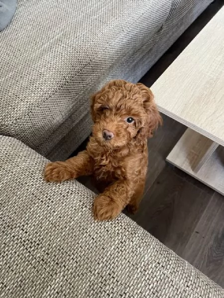 Bellissima Toy Maltipoo F1
