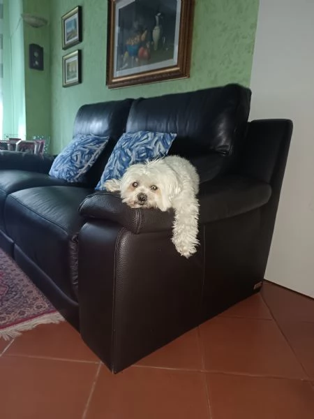 Maltese maschio cerca femmina pari taglia per accoppiamento  | Foto 1