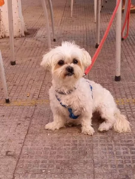 Maltese maschio cerca femmina pari taglia per accoppiamento  | Foto 0