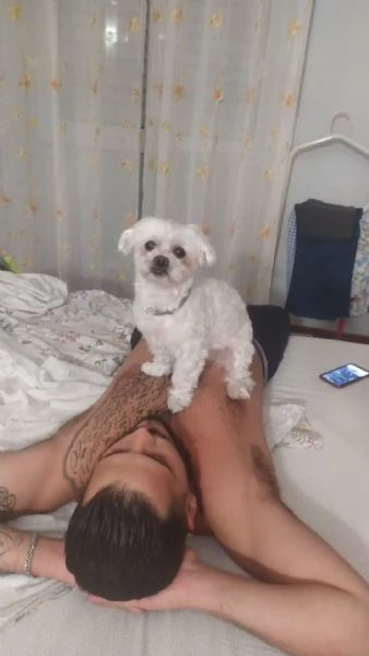 Maltese maschio cerca femmina pari taglia per accoppiamento 