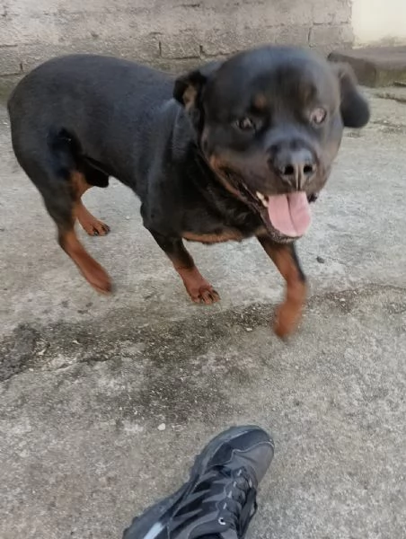 Regalo rottweiler 