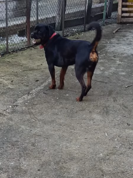 Regalo rottweiler  | Foto 0