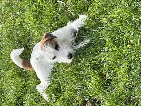 Vendo Jack Russel Terrier maschio