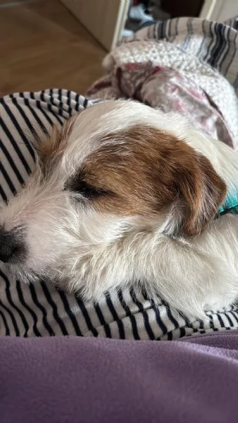 Vendo Jack Russel Terrier maschio | Foto 1