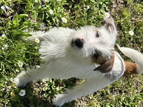 Vendo Jack Russel Terrier maschio | Foto 0