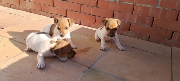 Cuccioli di jack russell 