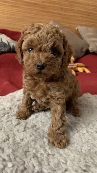 Cucciolo di Barboncino 