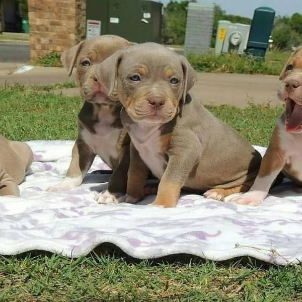 Cucciolo di Pitbull 