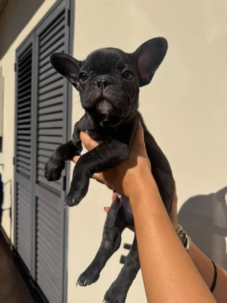 Bulldog francese 