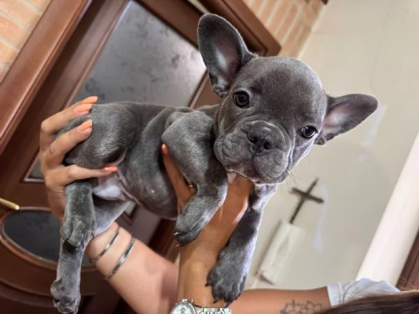 Bulldog francese  | Foto 2