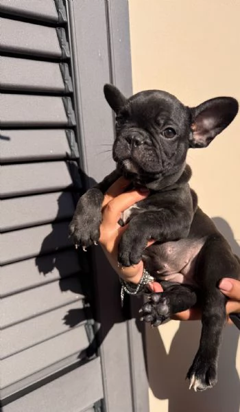 Bulldog francese  | Foto 1