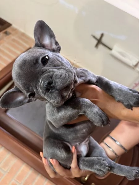 Bulldog francese  | Foto 0