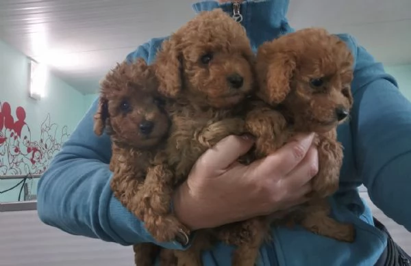 Cuccioli Barboncino Toy 