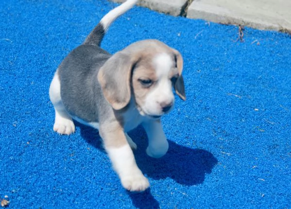 Cuccioli di Beagle di 11 settimane in adozione