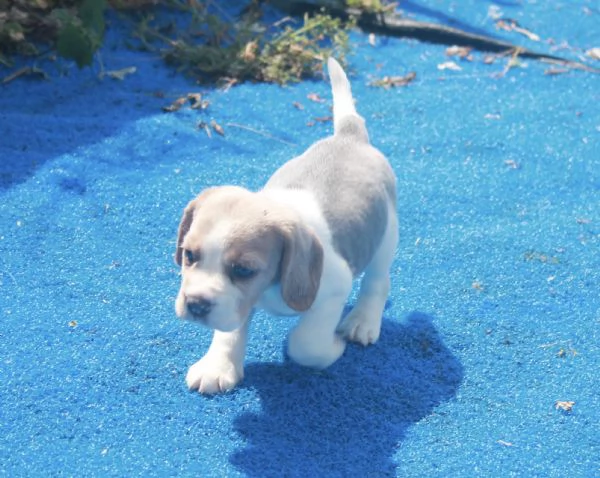 ~~~Cuccioli di Beagle di 11 settimane in adozione | Foto 1