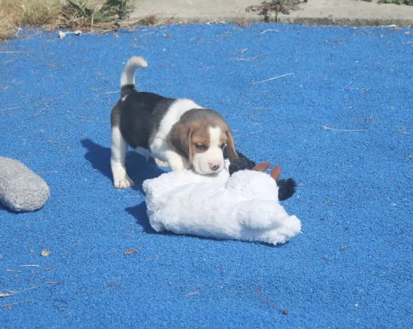 ~~~Cuccioli di Beagle di 11 settimane in adozione | Foto 0