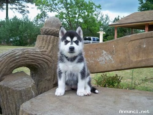 ~~~CUCCIOLI DI SIBERIAN HUSKY~~~