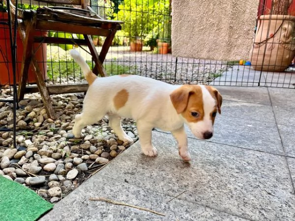 ~~~Jack Russell!!!! | Foto 0
