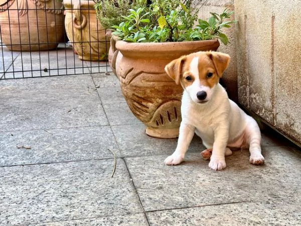 ~~~Jack Russell!!!!