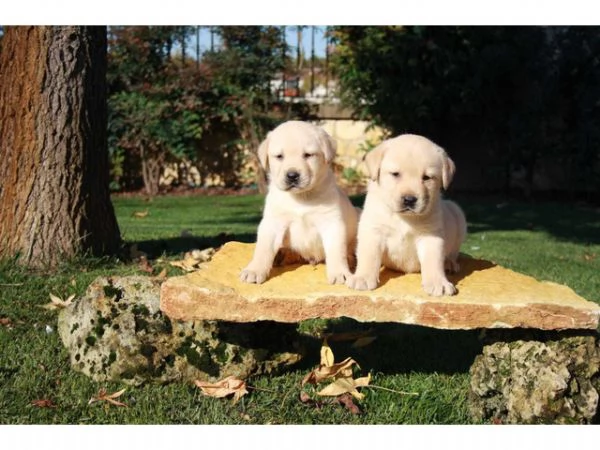 ~~Labrador retriever cuccioli~~ | Foto 0