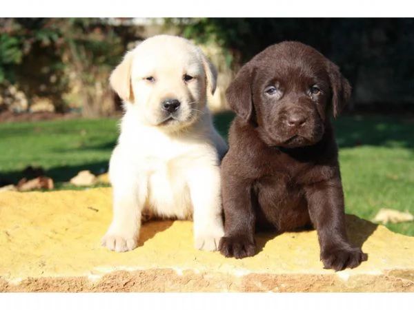 ~~Labrador retriever cuccioli~~