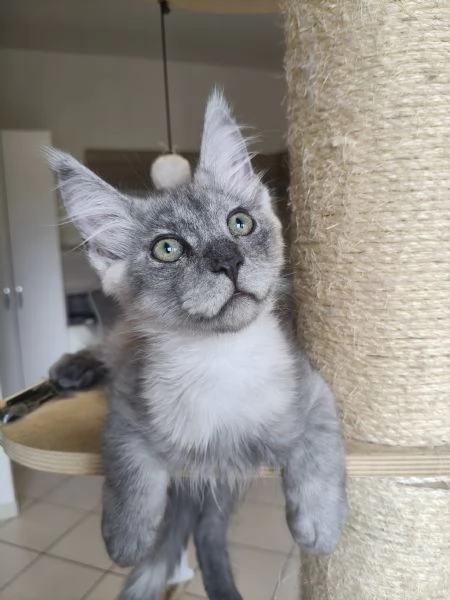 Cuccioli di Maine Coon  | Foto 5