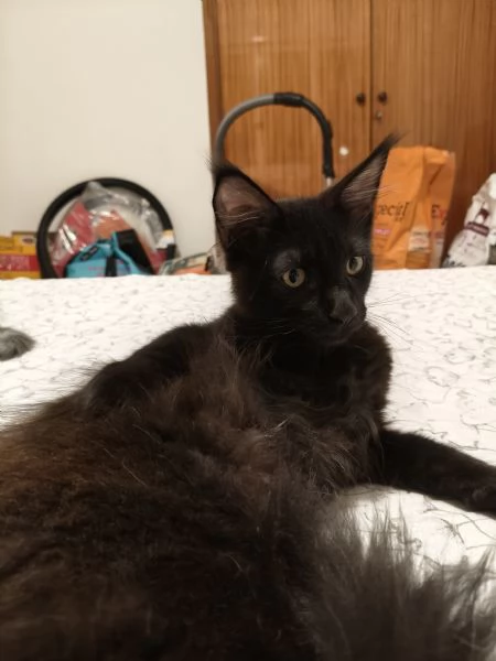 Cuccioli di Maine Coon  | Foto 4