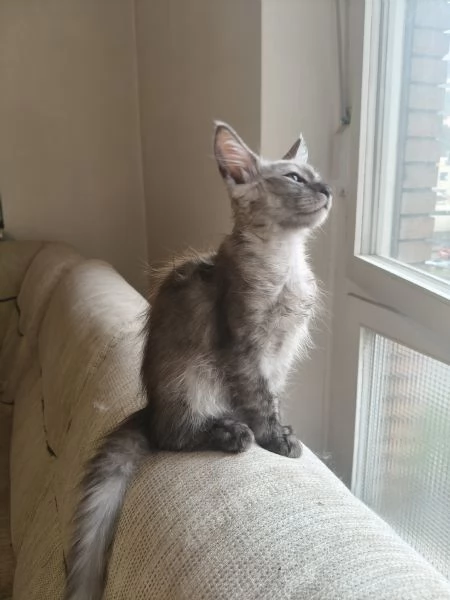 Cuccioli di Maine Coon  | Foto 3