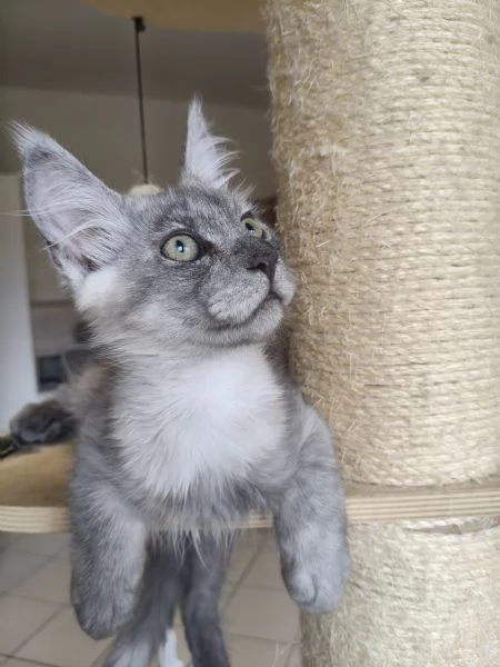 Cuccioli di Maine Coon  | Foto 2