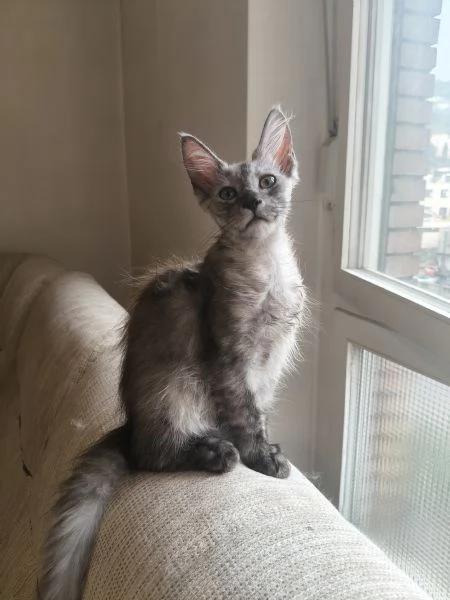 Cuccioli di Maine Coon 
