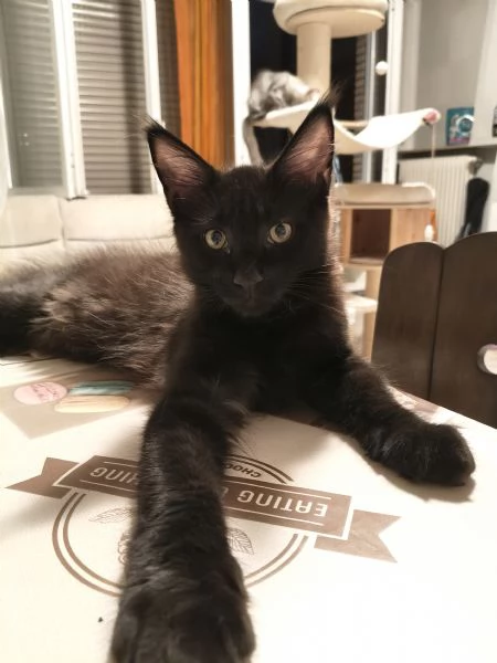 Cuccioli di Maine Coon  | Foto 1