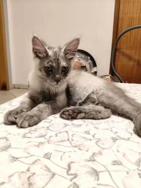 Cuccioli di Maine Coon  | Foto 0