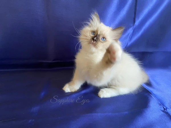 Gattina ragdoll