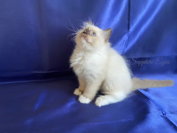 Gattina ragdoll | Foto 1