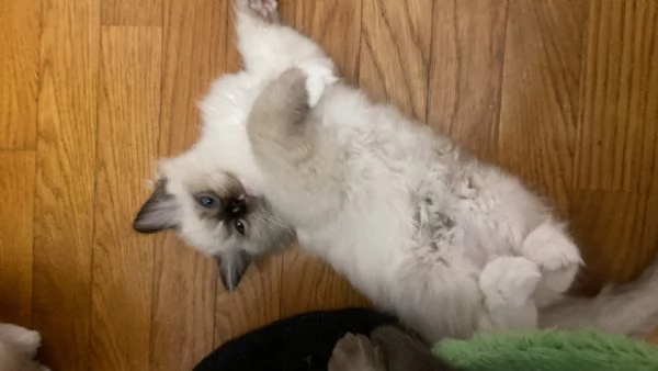 Gattina ragdoll | Foto 0