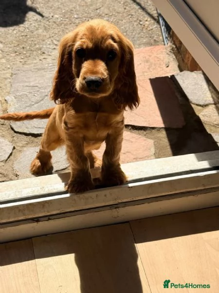 Ultimo cocker spaniel registrato al Kennel Club