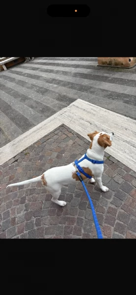 Dolcissimo Cucciolo cerca Famiglia | Foto 6