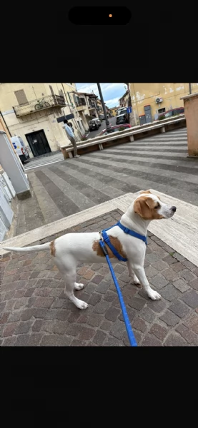 Dolcissimo Cucciolo cerca Famiglia | Foto 4