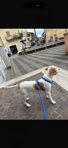 Dolcissimo Cucciolo cerca Famiglia | Foto 3